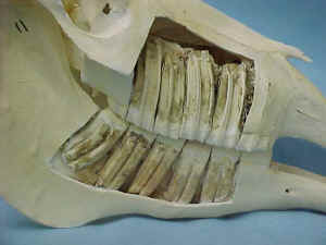 MVC-003S.jpg (46785 bytes)