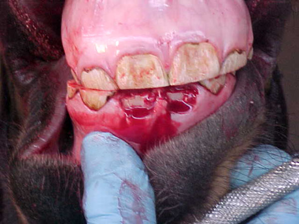 incisor15 after301-401